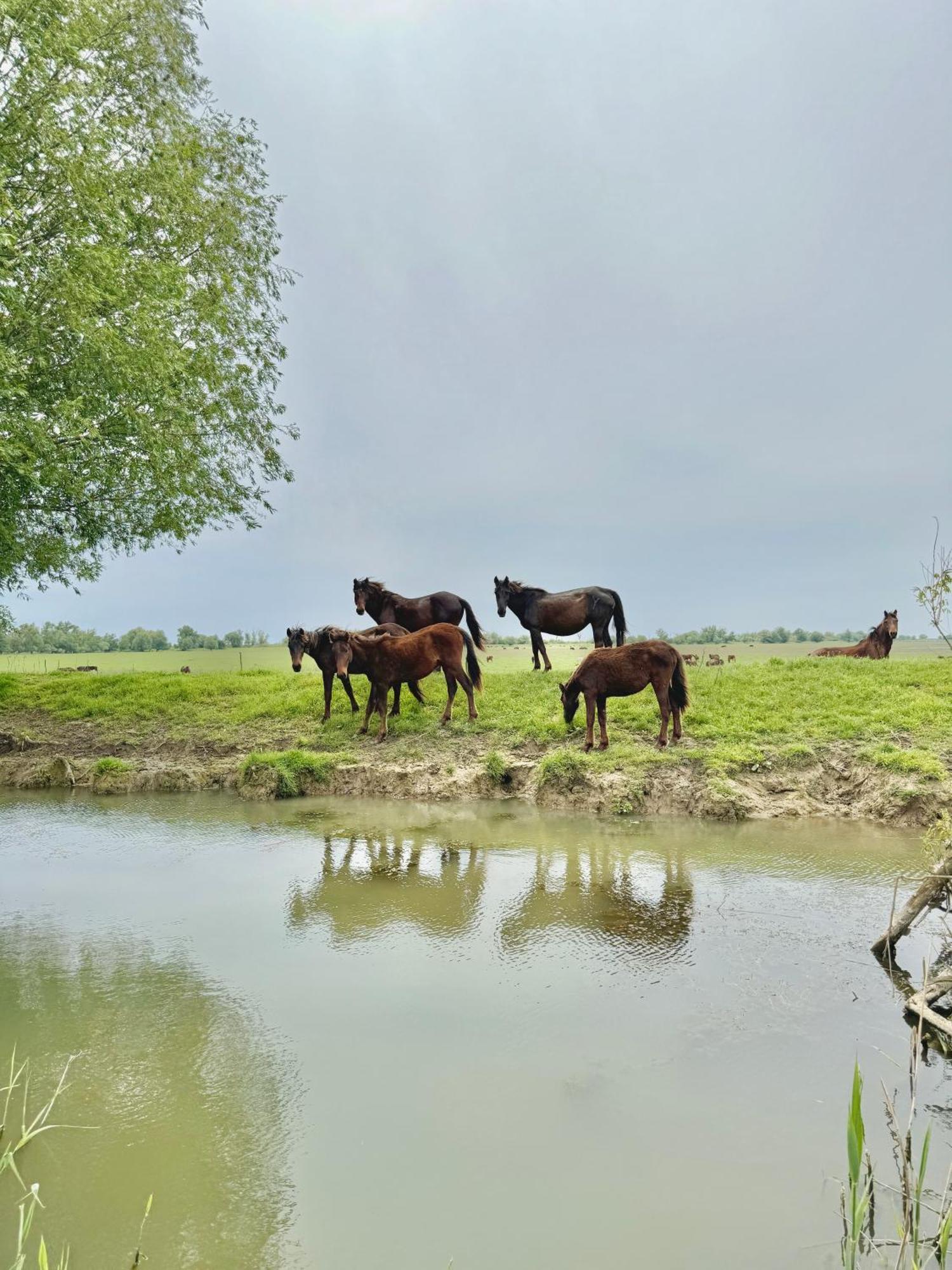 Danube Delta View 호텔 Dunavăţu de Jos 외부 사진